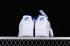 Fragment design x Nike Air Force 1 07 Low White Navy Blue TT0801-607